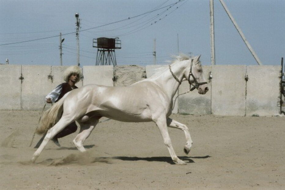 18-12-2016_17_22_08 cavalo 4.jpg