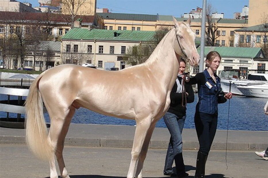 18-12-2016_17_22_39 cavalo 1.jpg