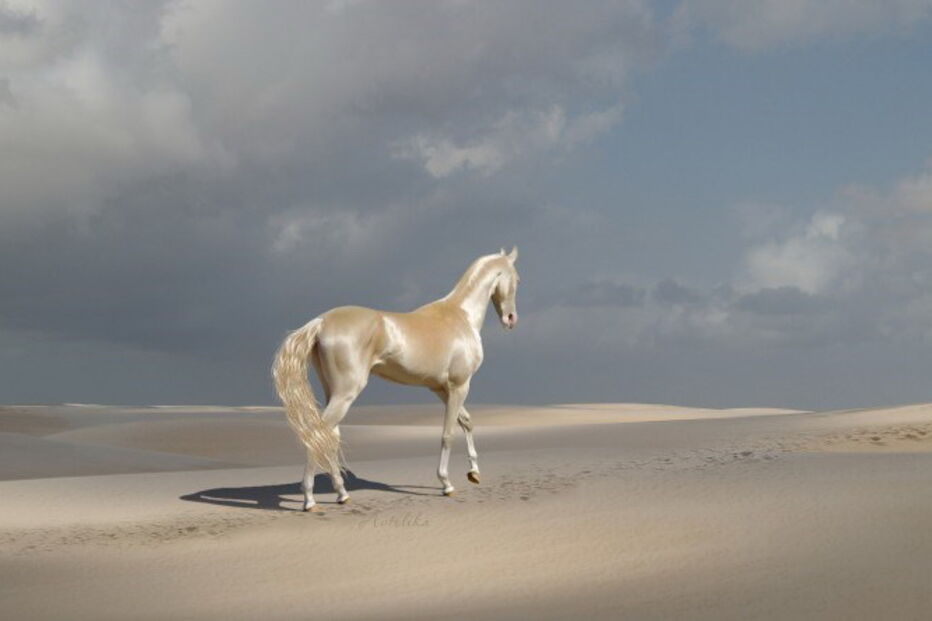 18-12-2016_17_22_43 cavalo 3.jpg