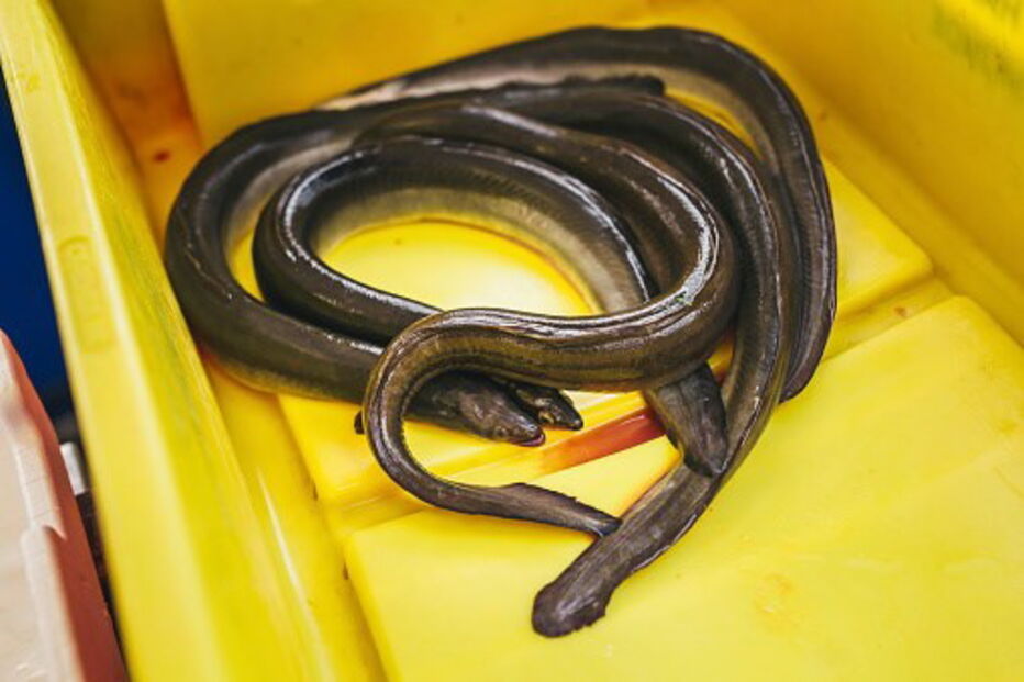 30-12-2016_16_00_15 enguias.jpg