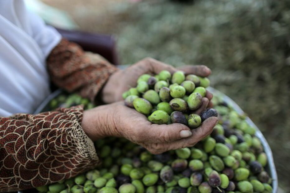 Ferreira do Alentejo, azeitonas, roubo, furto, toneladas, GNR