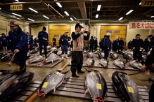  O atum, com 212 quilos, pescado no no norte do Japão, tem um preço equivalente a cerca de 350 mil ienes (2.857 euros) por quilo