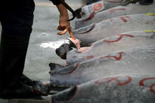  O atum, com 212 quilos, pescado no no norte do Japão, tem um preço equivalente a cerca de 350 mil ienes (2.857 euros) por quilo