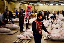  O atum, com 212 quilos, pescado no no norte do Japão, tem um preço equivalente a cerca de 350 mil ienes (2.857 euros) por quilo