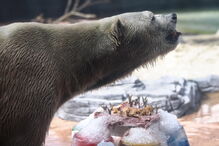 Ursos polares, ameaças, extinção, poluentes químicos, aquecimento global, estudo, ambiente, animais