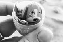 06-01-2017_23_43_52 ovos 8.jpg