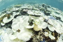 Mais podem morrer e que não é certo que o recife vá recuperar