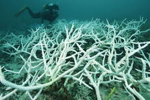 Mais podem morrer e que não é certo que o recife vá recuperar