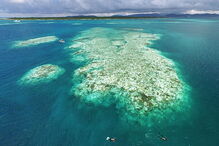 Mais podem morrer e que não é certo que o recife vá recuperar