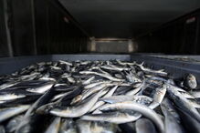 World Wide Fund, WWF, peixe, países pobres, Ásia, América do Norte, África, América Latina, economia, negócios e finanças