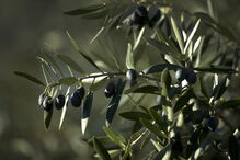 18-01-2017_08_51_15 ãzeitona.jpg