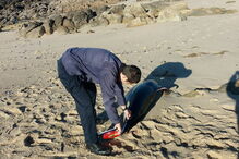 18-01-2017_15_07_34 golfinhos.jpg