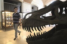 Peniche, Albufeira, Serra da Estrela, Estrela, Golegã, Vendas Novas, Paços de Ferreira, Feira do Cavalo