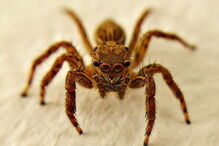 25-01-2017_23_07_47 aranha venenosa.jpg