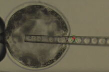 Instituto Salk para os Estudos Biológicos, células humanas, embriões de porcos, criação, órgãos humanos, ciência e tecnologia, saúde