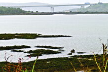 bombeiros, animal, hipotermia, ribeira de Boina, cão, lodo