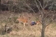 tigre, china, parque, homem, morte