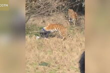 Visitantes do parque registram ataque dos tigres