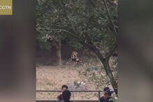 Visitantes do parque registram ataque dos tigres