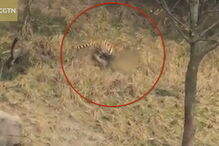 Visitantes do parque registram ataque dos tigres