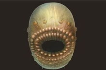 Microcriatura marinha