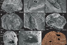 Saccorhytus, monstro, antepassado, homem