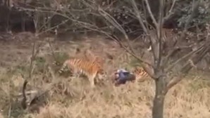 Morre atacado por tigres ao saltar vedação do zoo