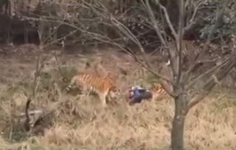 O momento em que o homem é atacado por dois dos tigres do parque