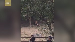 Visitantes do parque registram ataque dos tigres