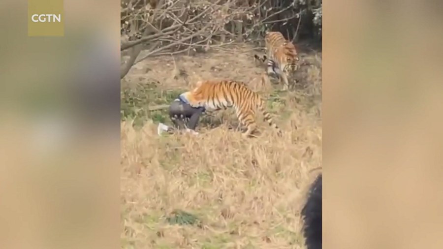Visitantes do parque registram ataque dos tigres