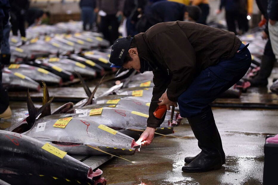  O atum, com 212 quilos, pescado no no norte do Japão, tem um preço equivalente a cerca de 350 mil ienes (2.857 euros) por quilo