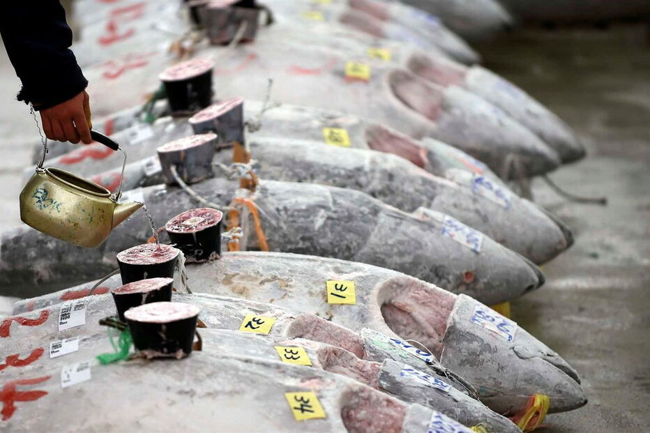  O atum, com 212 quilos, pescado no no norte do Japão, tem um preço equivalente a cerca de 350 mil ienes (2.857 euros) por quilo