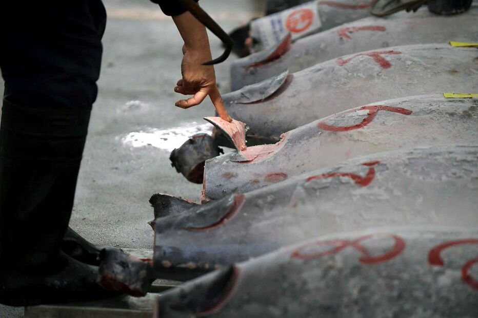  O atum, com 212 quilos, pescado no no norte do Japão, tem um preço equivalente a cerca de 350 mil ienes (2.857 euros) por quilo