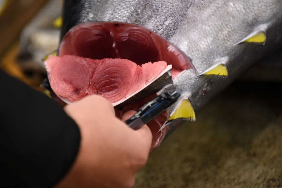  O atum, com 212 quilos, pescado no no norte do Japão, tem um preço equivalente a cerca de 350 mil ienes (2.857 euros) por quilo