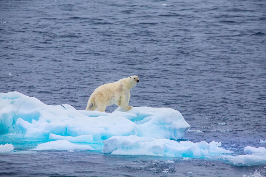 Ursos polares, ameaças, extinção, poluentes químicos, aquecimento global, estudo, ambiente, animais