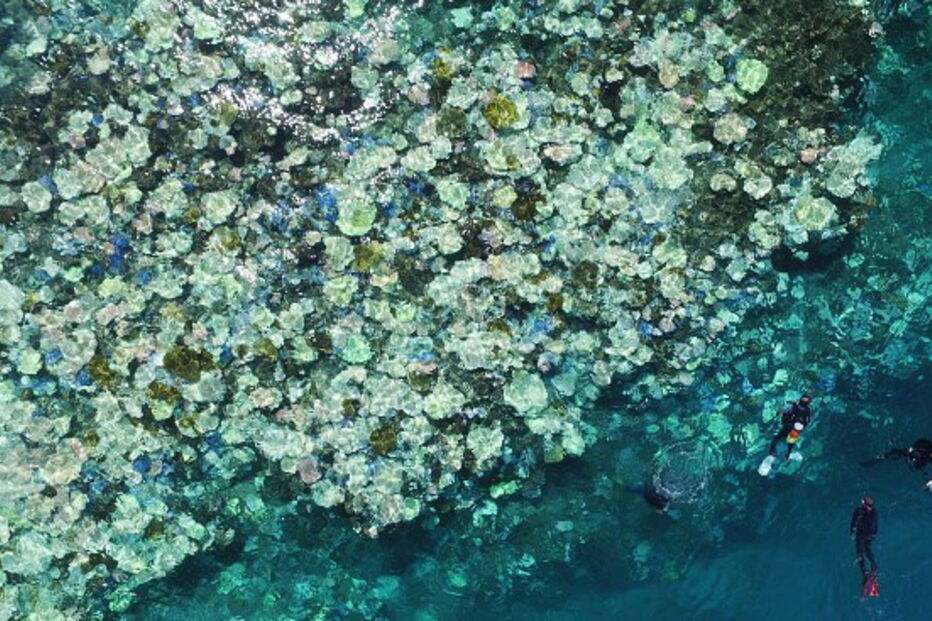 Mais podem morrer e que não é certo que o recife vá recuperar