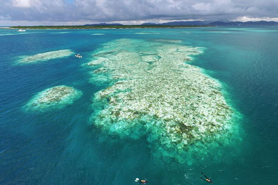 Mais podem morrer e que não é certo que o recife vá recuperar