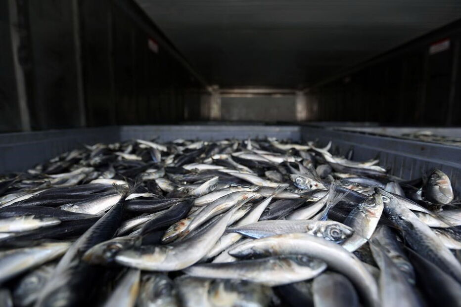 World Wide Fund, WWF, peixe, países pobres, Ásia, América do Norte, África, América Latina, economia, negócios e finanças