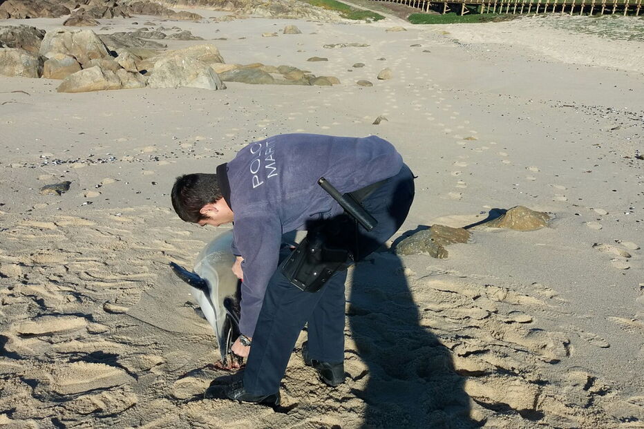 18-01-2017_15_07_31 golfinhos 2.jpg