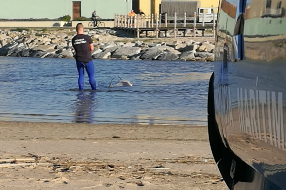 18-01-2017_15_07_32 golfinhos 3.jpg