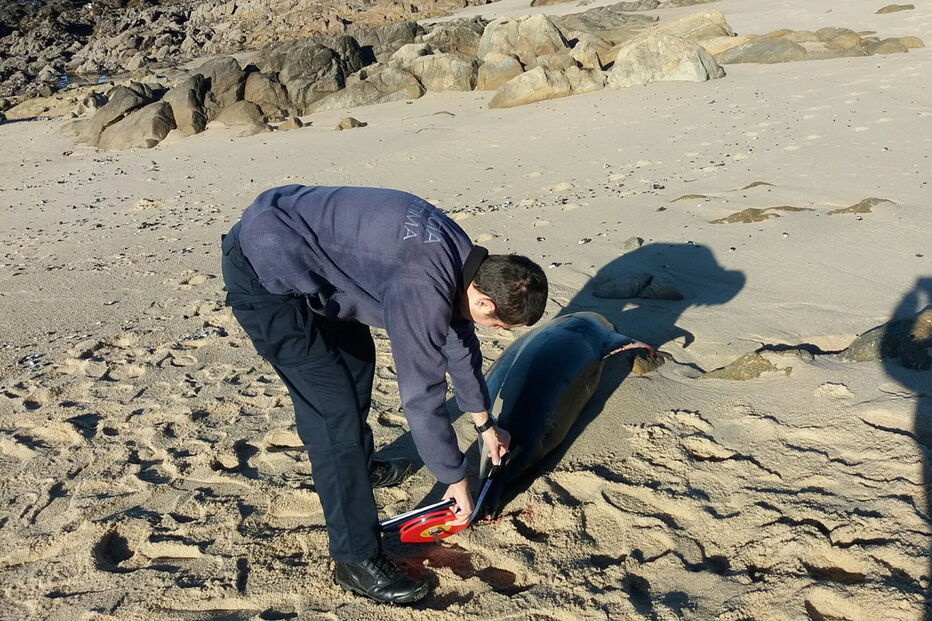 18-01-2017_15_07_34 golfinhos.jpg