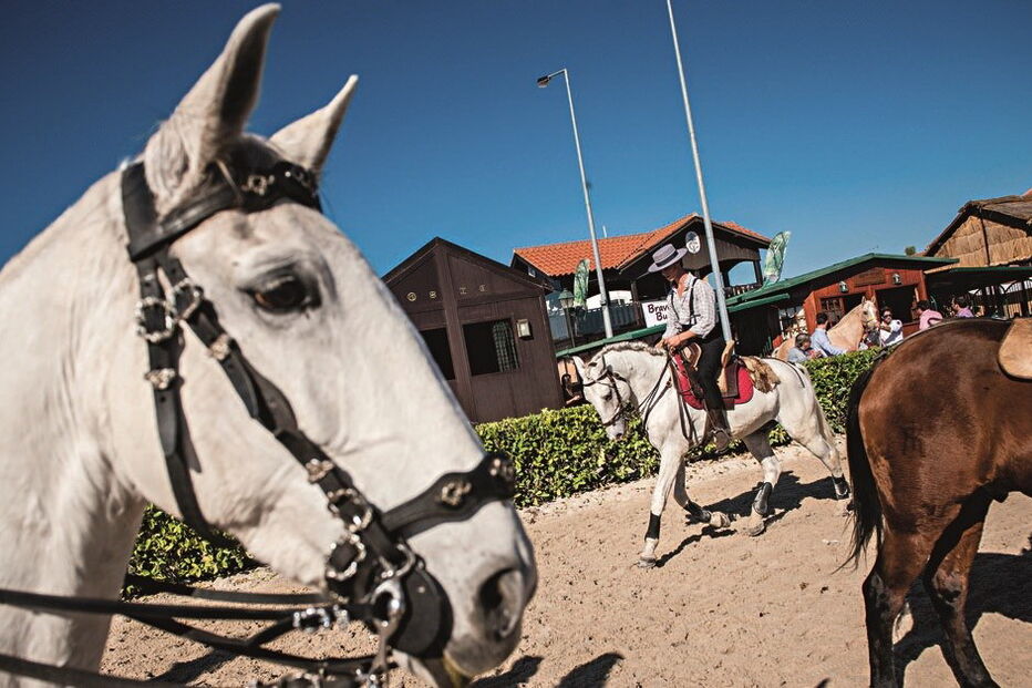 Peniche, Albufeira, Serra da Estrela, Estrela, Golegã, Vendas Novas, Paços de Ferreira, Feira do Cavalo