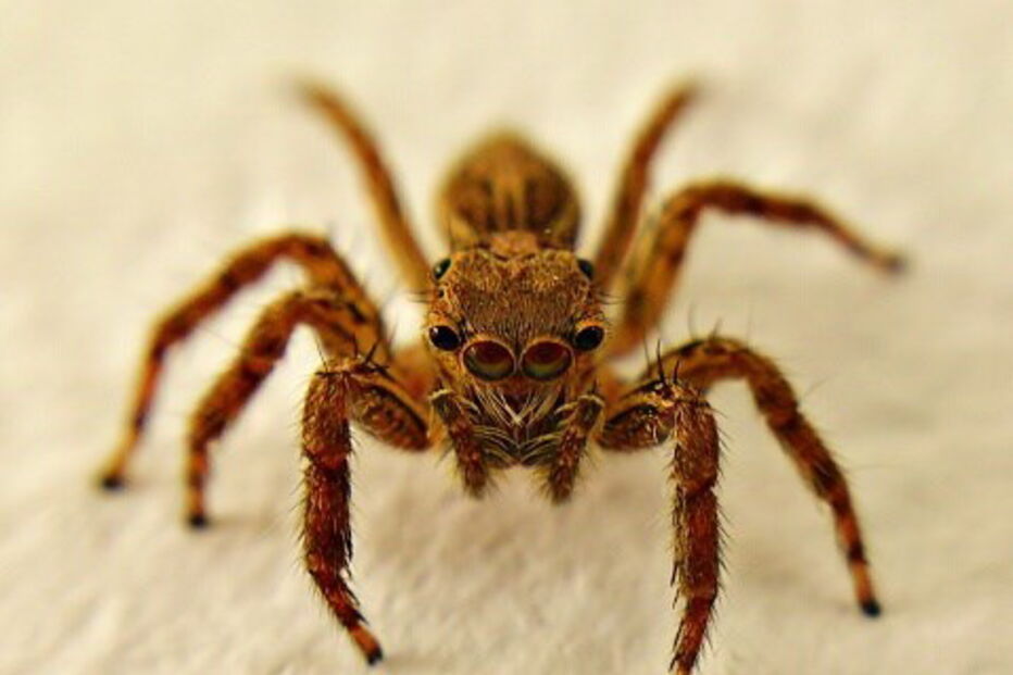 25-01-2017_23_07_47 aranha venenosa.jpg