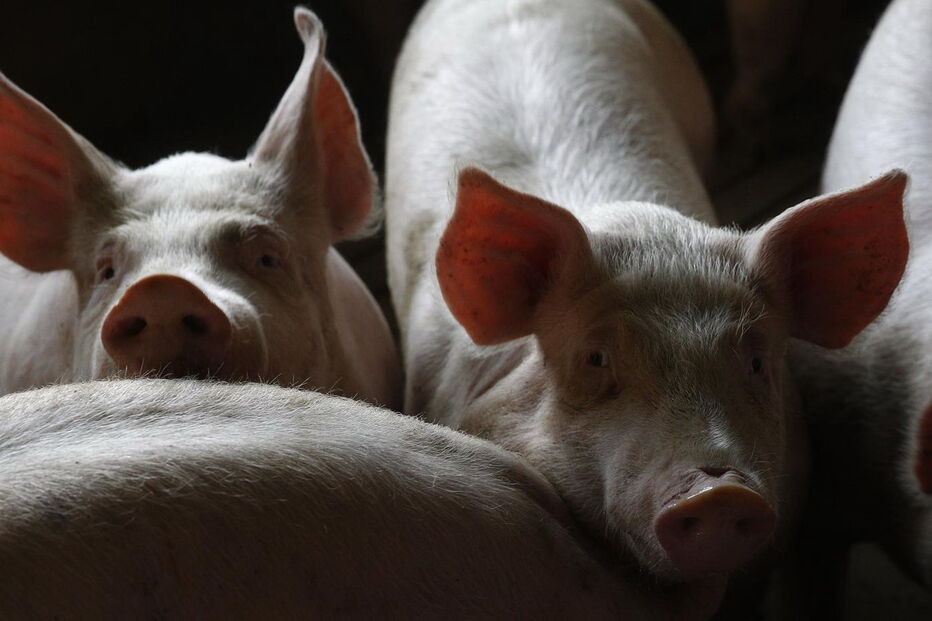 Instituto Salk para os Estudos Biológicos, células humanas, embriões de porcos, criação, órgãos humanos, ciência e tecnologia, saúde