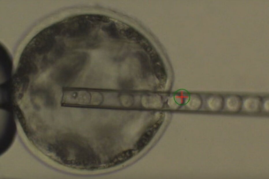 Instituto Salk para os Estudos Biológicos, células humanas, embriões de porcos, criação, órgãos humanos, ciência e tecnologia, saúde