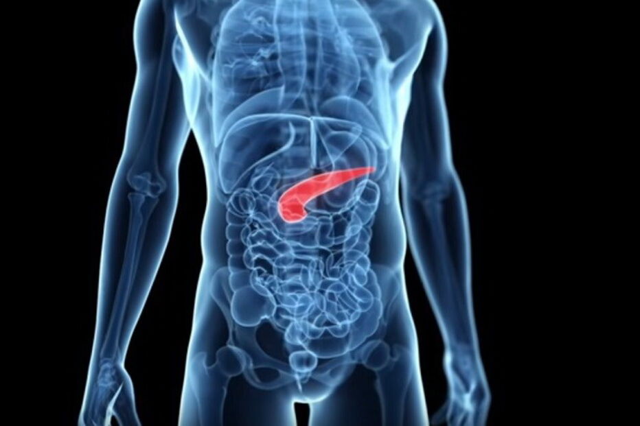 Instituto Salk para os Estudos Biológicos, células humanas, embriões de porcos, criação, órgãos humanos, ciência e tecnologia, saúde