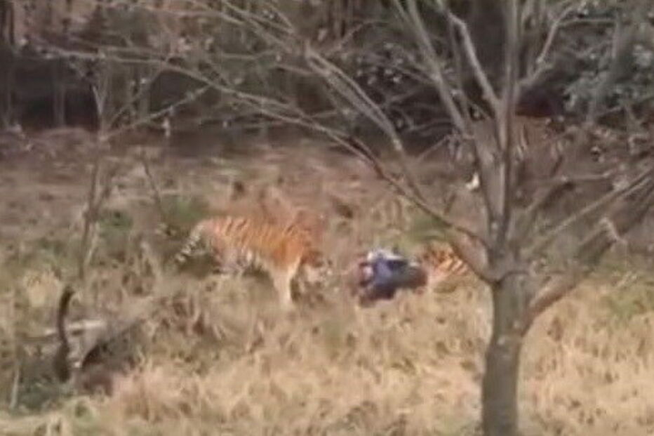 tigre, china, parque, homem, morte