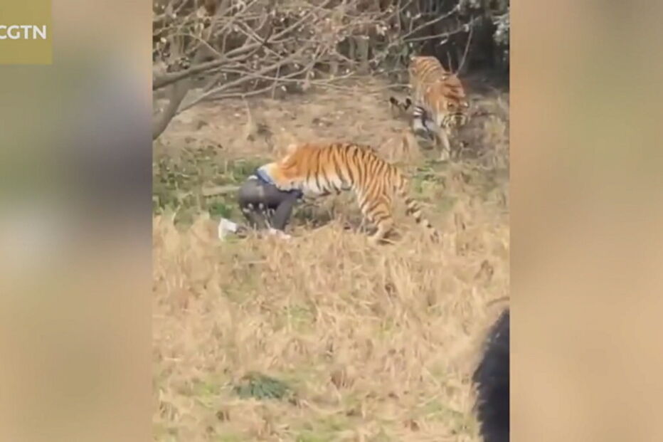Visitantes do parque registram ataque dos tigres