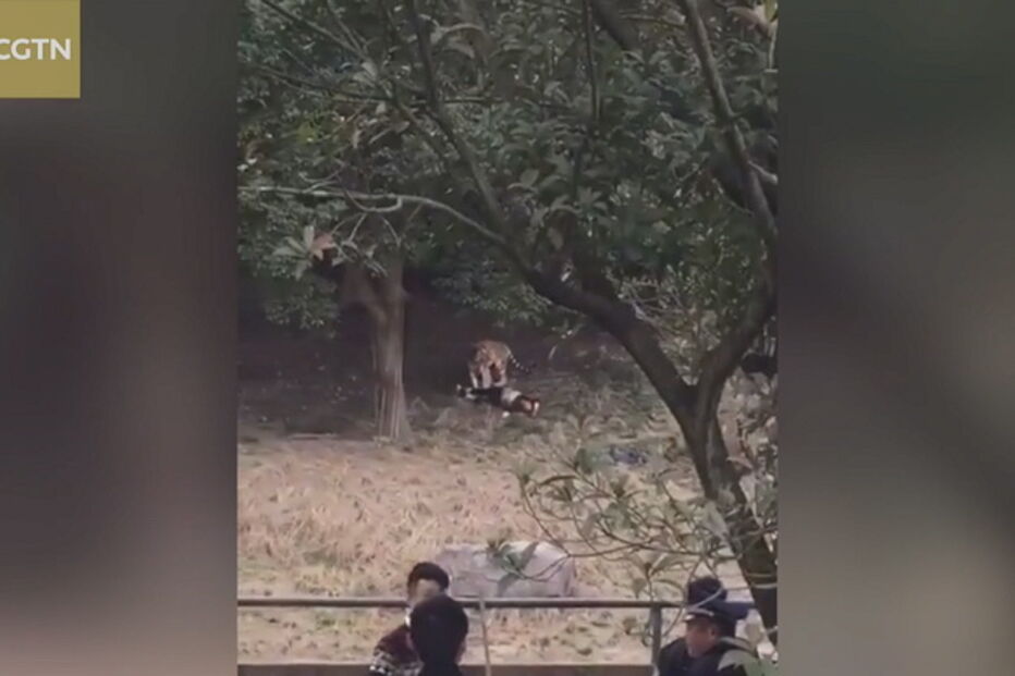 Visitantes do parque registram ataque dos tigres