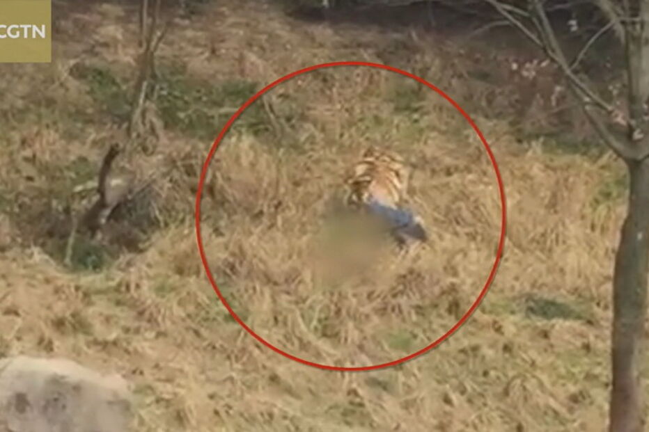 Visitantes do parque registram ataque dos tigres